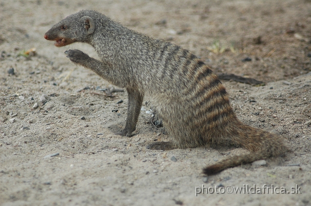 DSC_2145.JPG - Zebra Mongoose (Mungos mungo)