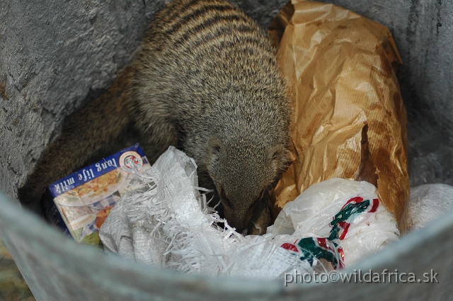 DSC_2149.JPG - Zebra Mongoose (Mungos mungo)