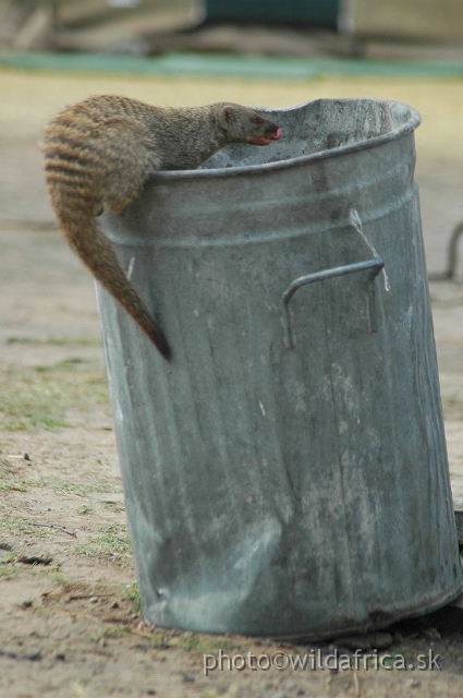 DSC_2151.JPG - Zebra Mongoose (Mungos mungo)