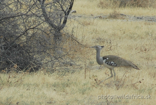 DSC_2153.JPG - Kori Bustard (Ardeotis kori)