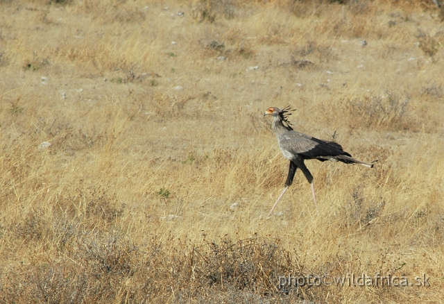 DSC_2632.JPG - Secretary Bird