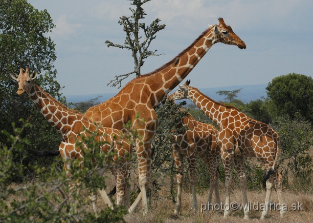 DSC_0001.JPG - Reticulated Giraffe (Giraffa camelopardalis reticulata)