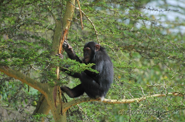 DSC_0030.JPG - Sweetwaters Chimpanzee Sanctuary