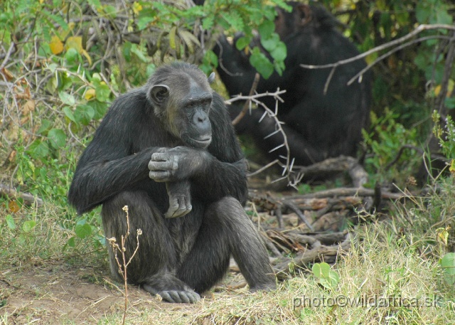 DSC_0032.JPG - Sweetwaters Chimpanzee Sanctuary