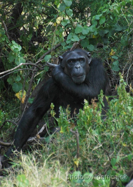 DSC_0039.JPG - Sweetwaters Chimpanzee Sanctuary