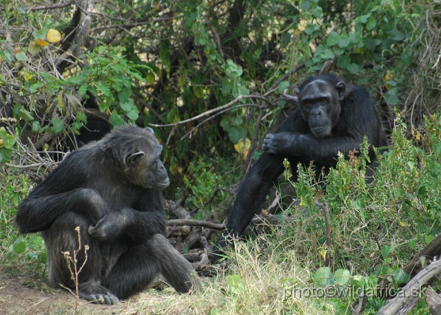 DSC_0040.JPG - Sweetwaters Chimpanzee Sanctuary