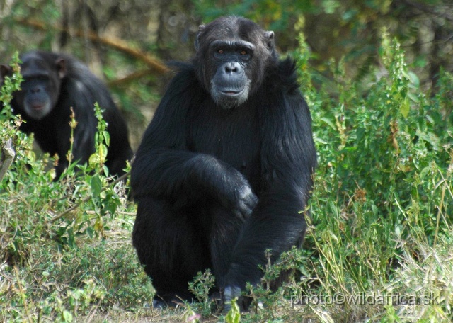 DSC_0042.JPG - Sweetwaters Chimpanzee Sanctuary