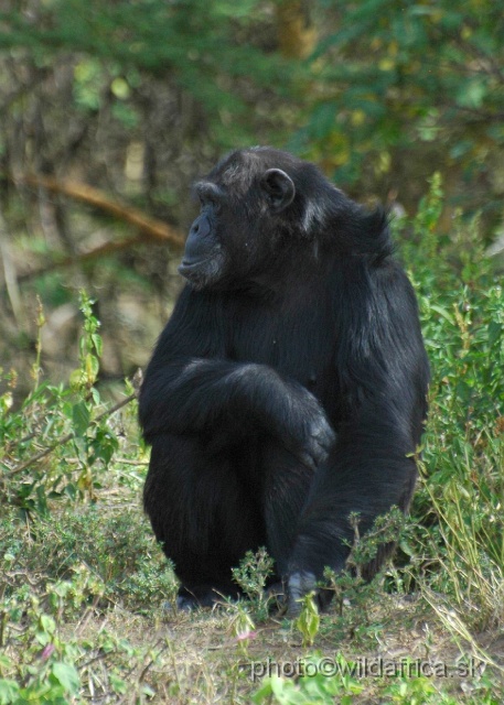 DSC_0043.JPG - Sweetwaters Chimpanzee Sanctuary