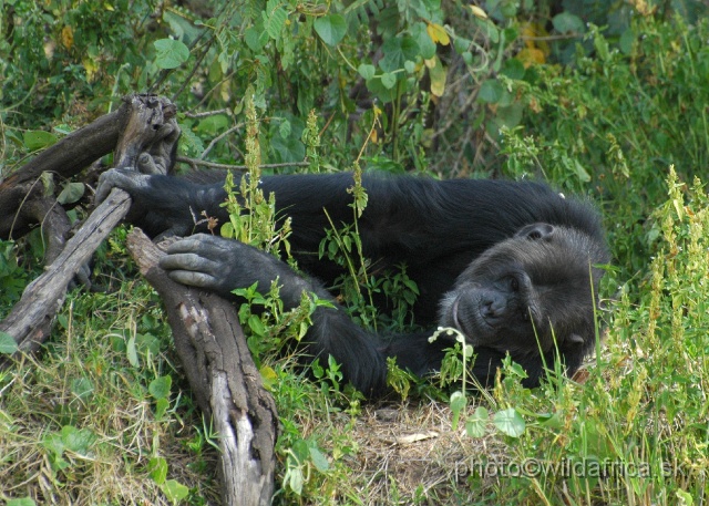 DSC_0053.JPG - Sweetwaters Chimpanzee Sanctuary