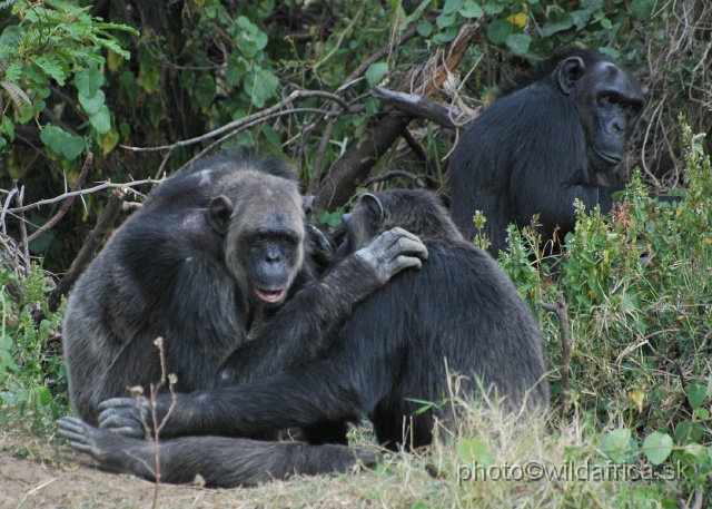 DSC_0059.JPG - Sweetwaters Chimpanzee Sanctuary