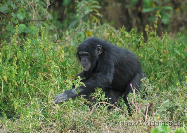 DSC_0063.JPG - Sweetwaters Chimpanzee Sanctuary