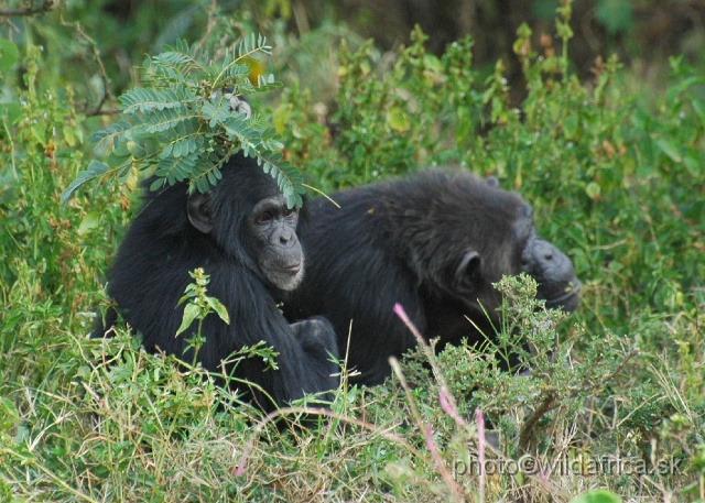 DSC_0064.JPG - Sweetwaters Chimpanzee Sanctuary