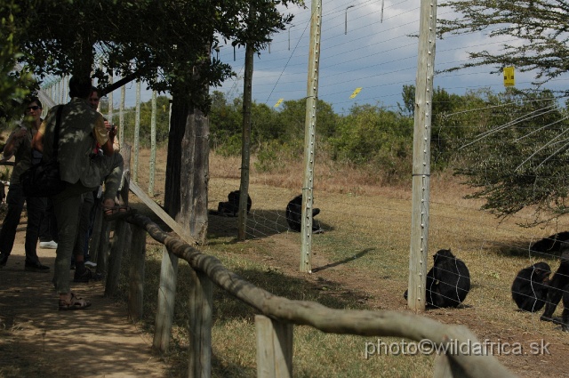 DSC_0073.JPG - Sweetwaters Chimpanzee Sanctuary