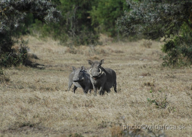 DSC_0074.JPG - Savanna Warthog (Phacochoerus africanus)