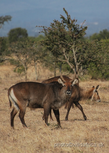 DSC_0083.JPG - Defassa Waterbuck (Kobus ellipsiprymnus defassa)