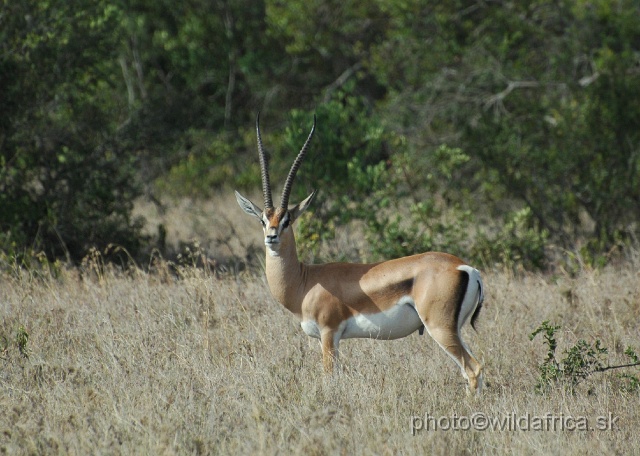 DSC_0087.JPG - How many males of Grant's gazelle with the lateral stripe have you seen?