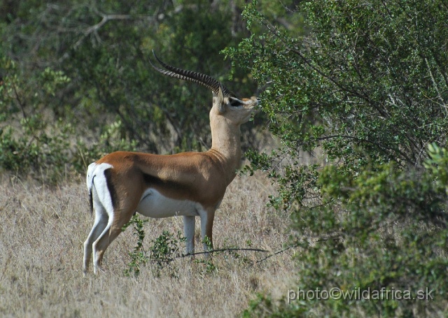 DSC_0088.JPG - How many males of Grant's gazelle with the lateral stripe have you seen?