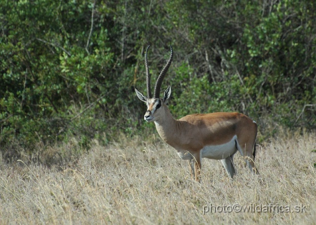 DSC_0093.JPG - How many males of Grant's gazelle with the lateral stripe have you seen?