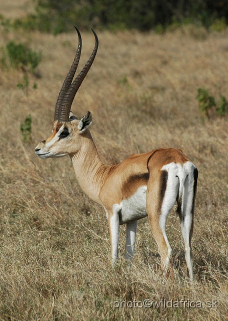 DSC_0101.JPG - How many males of Grant's gazelle with the lateral stripe have you seen?