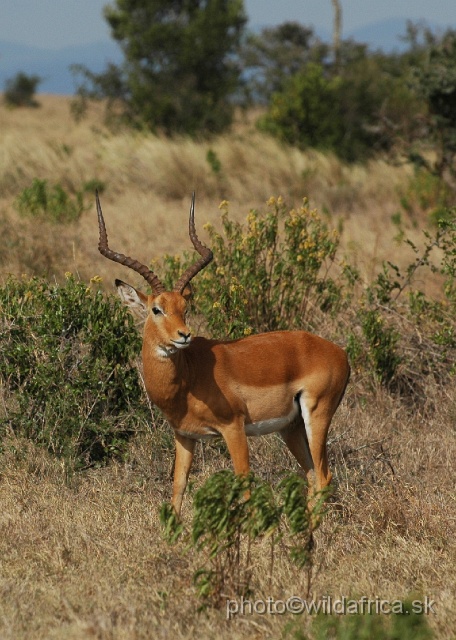 DSC_0113.JPG - Impala (Aepyceros melampus)