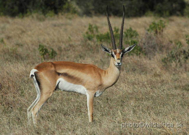 DSC_0118.JPG - Normally, Grant's Gazelle males do not have black or any lateral stripe. This specimen has some one, so it can be a natural hybrid of north Kenyan Grant's Gazelle (G. granti raineyi) with surviving Banded Gazelle.