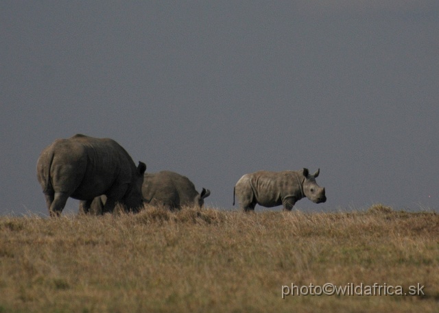 DSC_0126.JPG - Southern White Rhino (Ceratotherium simum simum)