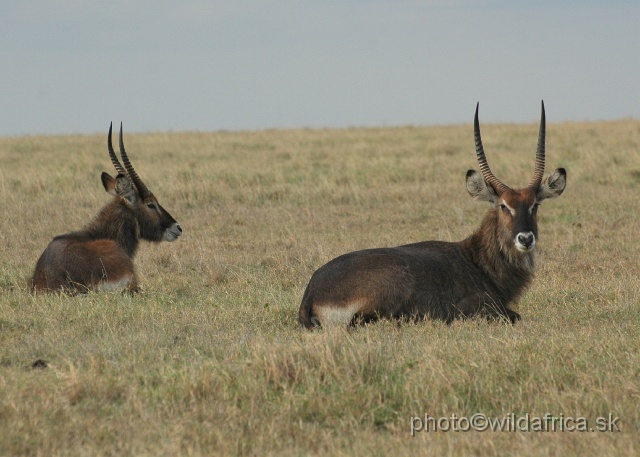 DSC_0128.JPG - Defassa Waterbuck (Kobus ellipsiprymnus defassa)