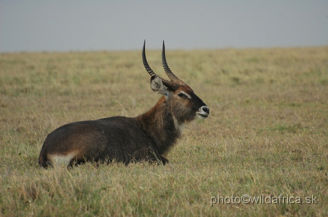 DSC_0130.JPG - Defassa Waterbuck (Kobus ellipsiprymnus defassa)