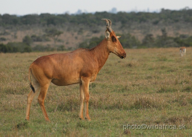 DSC_0146.JPG - Laikipia or Kenya Highland Hartebeest - a natural hybrid of kongoni and lelwel hartebeest (Alcelaphus buselaphus cokei x lelwel).