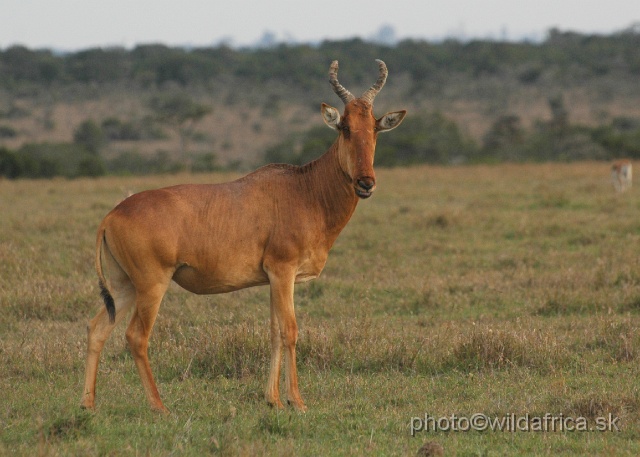 DSC_0148.JPG - Laikipia or Kenya Highland Hartebeest - a natural hybrid of kongoni and lelwel hartebeest (Alcelaphus buselaphus cokei x lelwel).