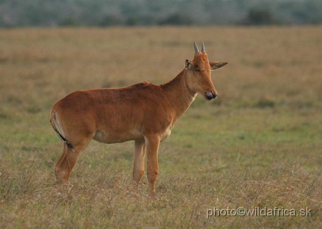 DSC_0152.JPG - Laikipia or Kenya Highland Hartebeest - a natural hybrid of kongoni and lelwel hartebeest (Alcelaphus buselaphus cokei x lelwel).