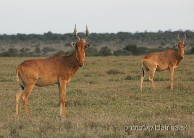 DSC_0159.JPG - Laikipia or Kenya Highland Hartebeest - a natural hybrid of kongoni and lelwel hartebeest (Alcelaphus buselaphus cokei x lelwel).