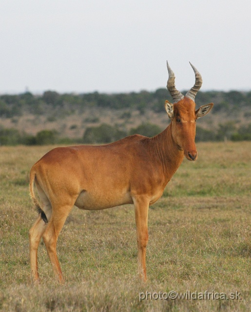 DSC_0160.JPG - Laikipia or Kenya Highland Hartebeest - a natural hybrid of kongoni and lelwel hartebeest (Alcelaphus buselaphus cokei x lelwel).