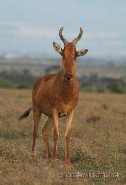 DSC_0163.JPG - Laikipia or Kenya Highland Hartebeest - a natural hybrid of kongoni and lelwel hartebeest (Alcelaphus buselaphus cokei x lelwel).