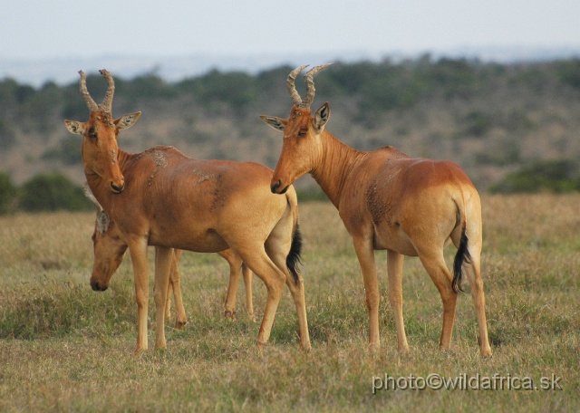 DSC_0164.JPG - Laikipia or Kenya Highland Hartebeest - a natural hybrid of kongoni and lelwel hartebeest (Alcelaphus buselaphus cokei x lelwel).