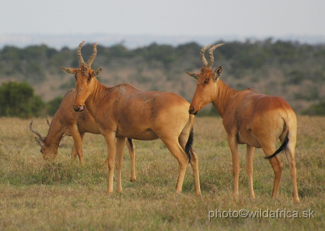 DSC_0165.JPG - Laikipia or Kenya Highland Hartebeest - a natural hybrid of kongoni and lelwel hartebeest (Alcelaphus buselaphus cokei x lelwel).