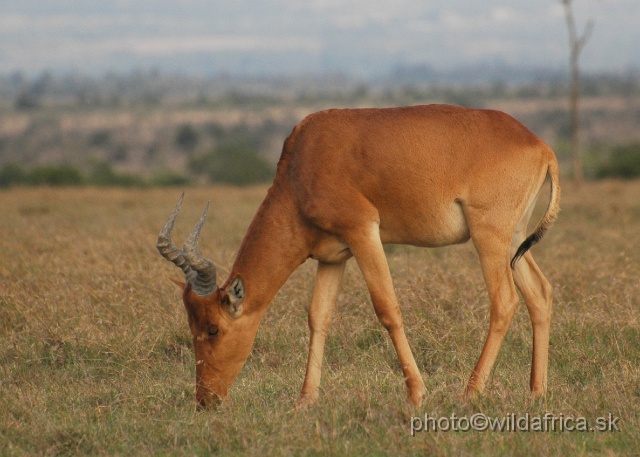 DSC_0167.JPG - Laikipia or Kenya Highland Hartebeest - a natural hybrid of kongoni and lelwel hartebeest (Alcelaphus buselaphus cokei x lelwel).