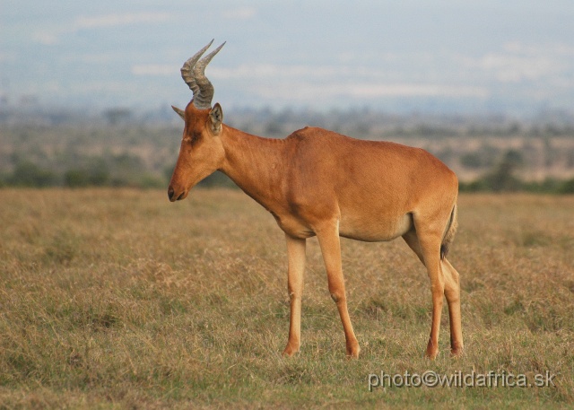 DSC_0173.JPG - Laikipia or Kenya Highland Hartebeest - a natural hybrid of kongoni and lelwel hartebeest (Alcelaphus buselaphus cokei x lelwel).