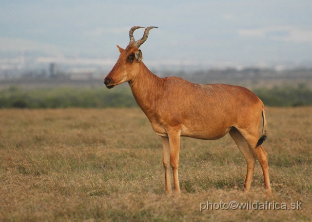 DSC_0176.JPG - Laikipia or Kenya Highland Hartebeest - a natural hybrid of kongoni and lelwel hartebeest (Alcelaphus buselaphus cokei x lelwel).