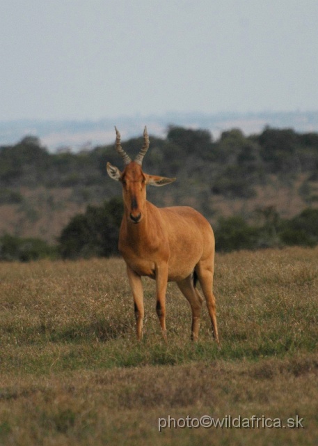 DSC_0185.JPG - Laikipia or Kenya Highland Hartebeest - a natural hybrid of kongoni and lelwel hartebeest (Alcelaphus buselaphus cokei x lelwel).