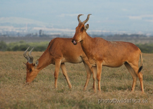 DSC_0188.JPG - Laikipia or Kenya Highland Hartebeest - a natural hybrid of kongoni and lelwel hartebeest (Alcelaphus buselaphus cokei x lelwel).