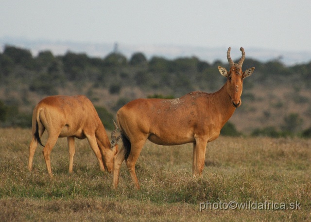 DSC_0191.JPG - Laikipia or Kenya Highland Hartebeest - a natural hybrid of kongoni and lelwel hartebeest (Alcelaphus buselaphus cokei x lelwel).