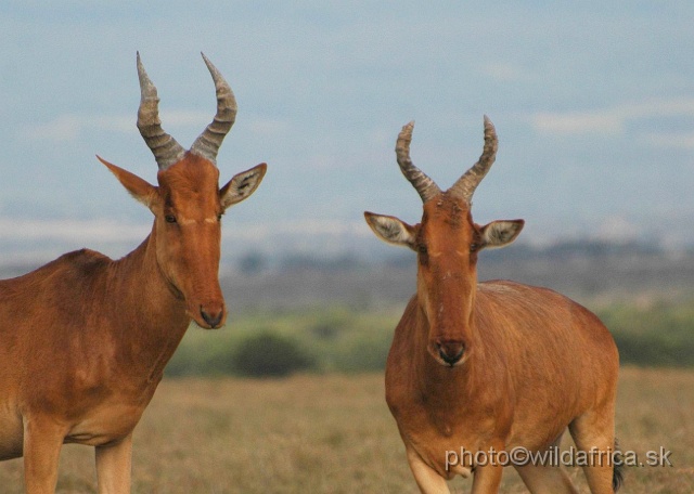 DSC_0192.JPG - Laikipia or Kenya Highland Hartebeest - a natural hybrid of kongoni and lelwel hartebeest 
(Alcelaphus buselaphus cokei x lelwel).