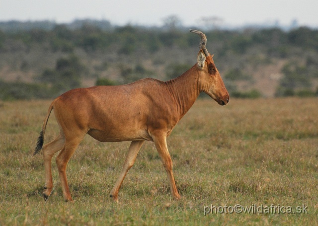 DSC_0202.JPG - Laikipia or Kenya Highland Hartebeest - a natural hybrid of kongoni and lelwel hartebeest (Alcelaphus buselaphus cokei x lelwel).