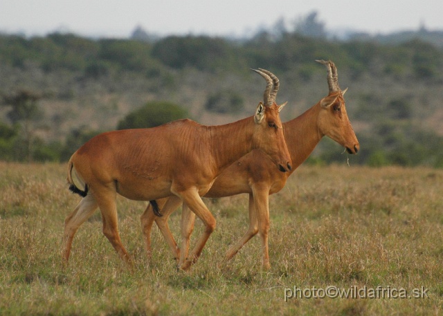 DSC_0205.JPG - Laikipia or Kenya Highland Hartebeest - a natural hybrid of kongoni and lelwel hartebeest (Alcelaphus buselaphus cokei x lelwel).