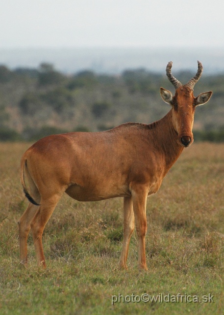 DSC_0208.JPG - Laikipia or Kenya Highland Hartebeest - a natural hybrid of kongoni and lelwel hartebeest (Alcelaphus buselaphus cokei x lelwel).