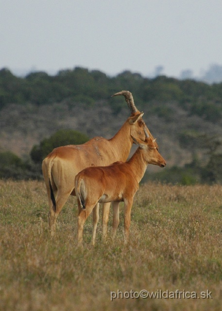 DSC_0218.JPG - Laikipia or Kenya Highland Hartebeest - a natural hybrid of kongoni and lelwel hartebeest (Alcelaphus buselaphus cokei x lelwel).