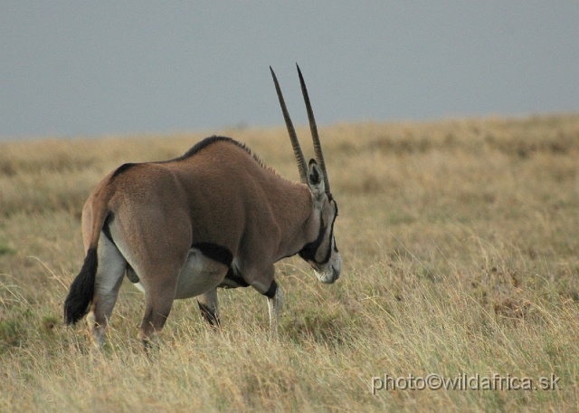 DSC_0219.JPG - Beisa Oryx (Oryx gazella beisa)