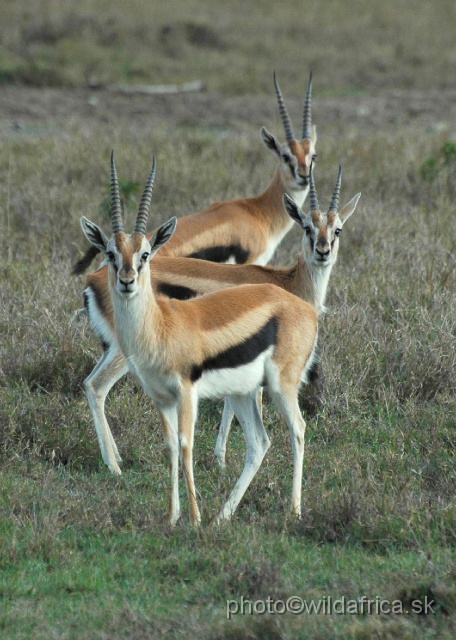 DSC_0222.JPG - Thomson Gazelle (Eudorcas rufifrons thomsoni)