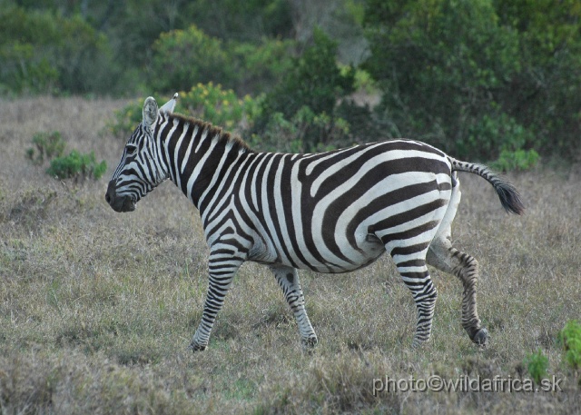 DSC_0226.JPG - Plains Zebra (Equus quagga)